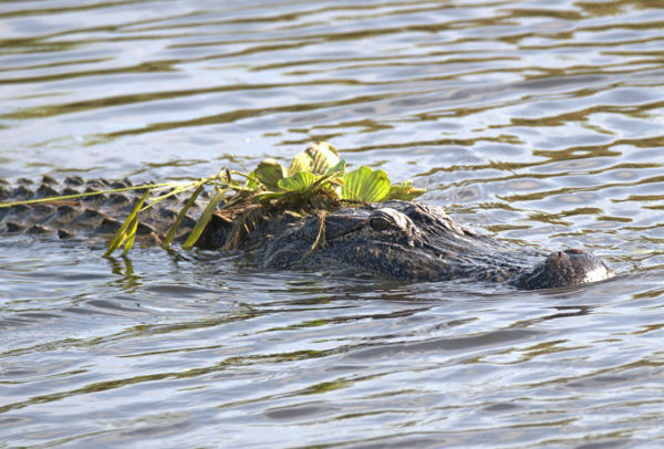 Alligators have been known to bait birds looking for building materials Alligators have been known to bait birds looking for building materials