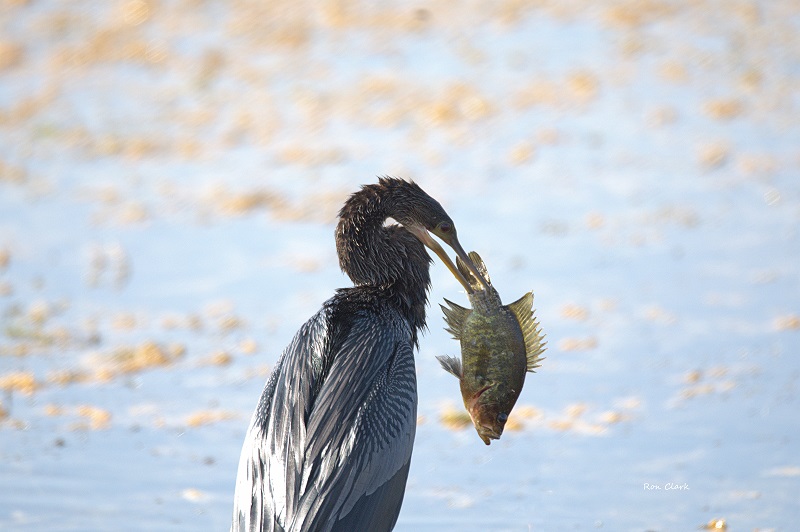Anhinga Catches Fish In The Villages