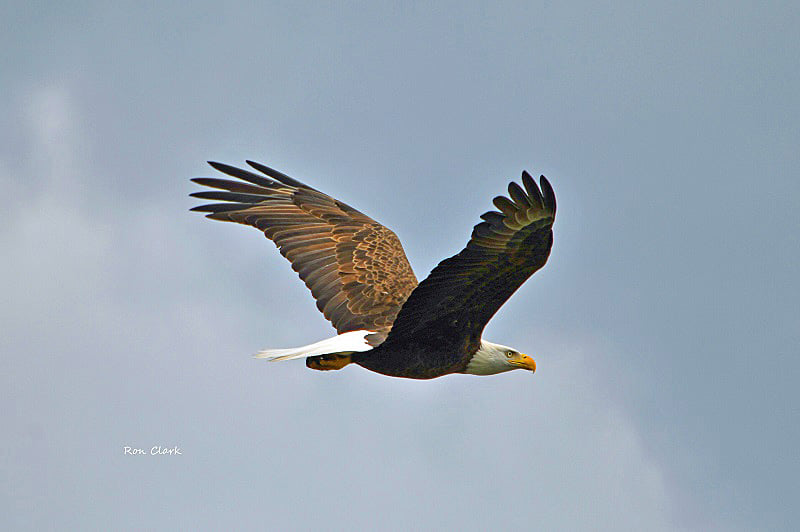 Bald Eagle Flies Over Briarwood Executive Golf Course