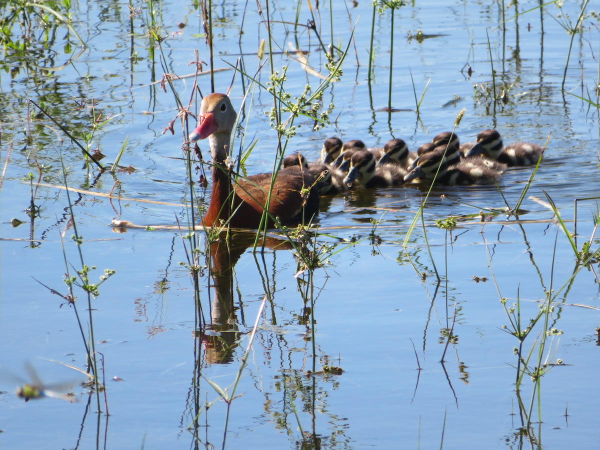 Black-Bellied Whistling Duck Family Going For Swim In The Villages