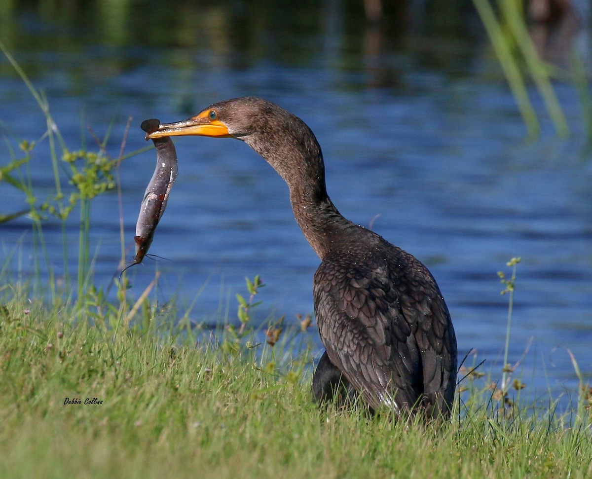 Double-Crested Cormorant Having Breakfast On Hogeye Pathway In The Villages