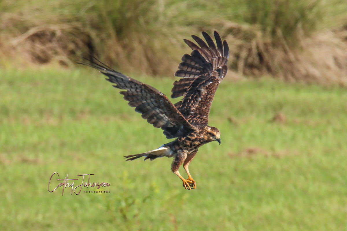 Female Snail Kite With Talons Clasped In Village Of Marsh Bend
