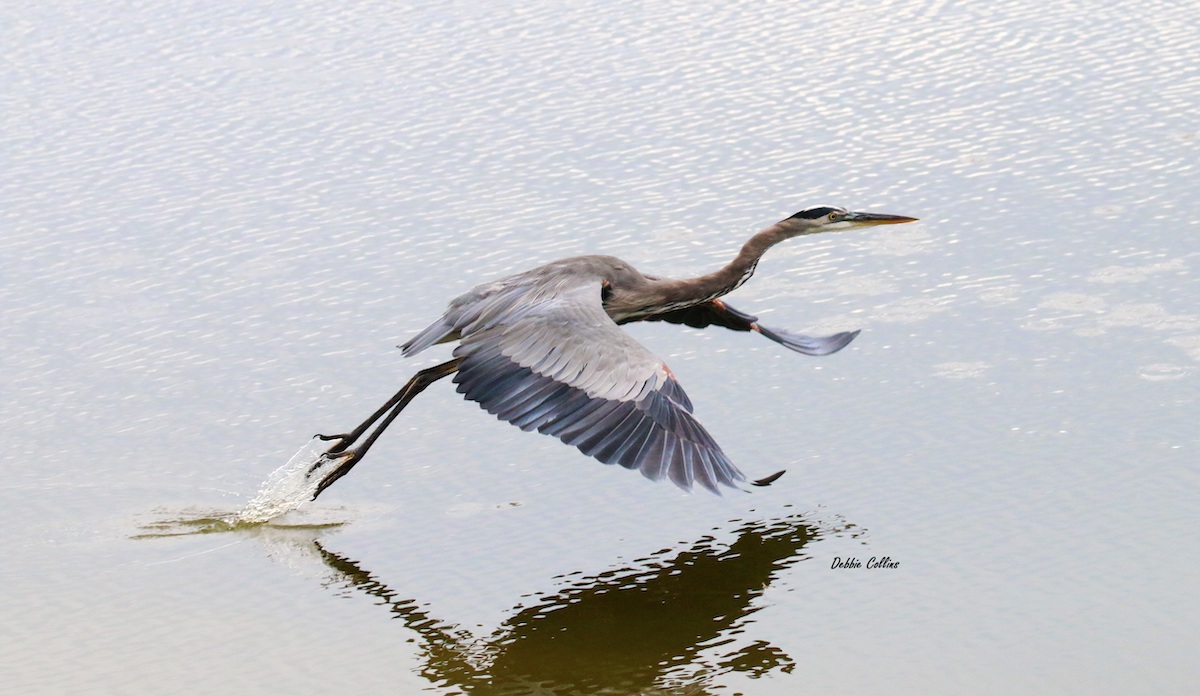Great Blue Heron Flying Over Water At Volusia Executive Golf Course In The Villages
