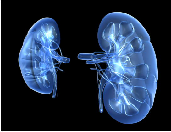 Kidney