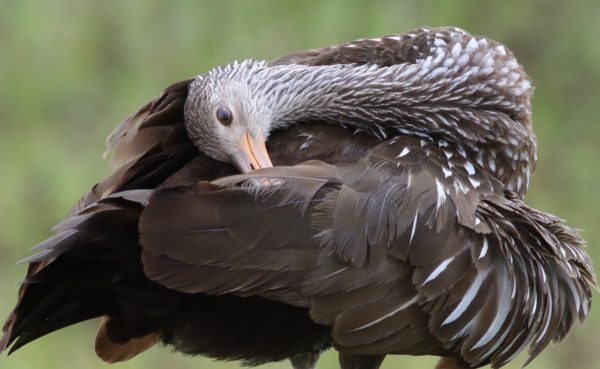 Limpkin Preening Feathers At Hogeye Pathway Limpkin Preening Feathers At Hogeye Pathway