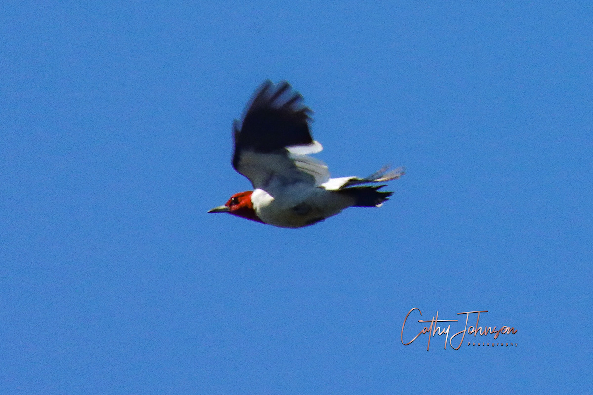 Red-Headed Woodpecker Flying Over The Village Of Marsh Bend