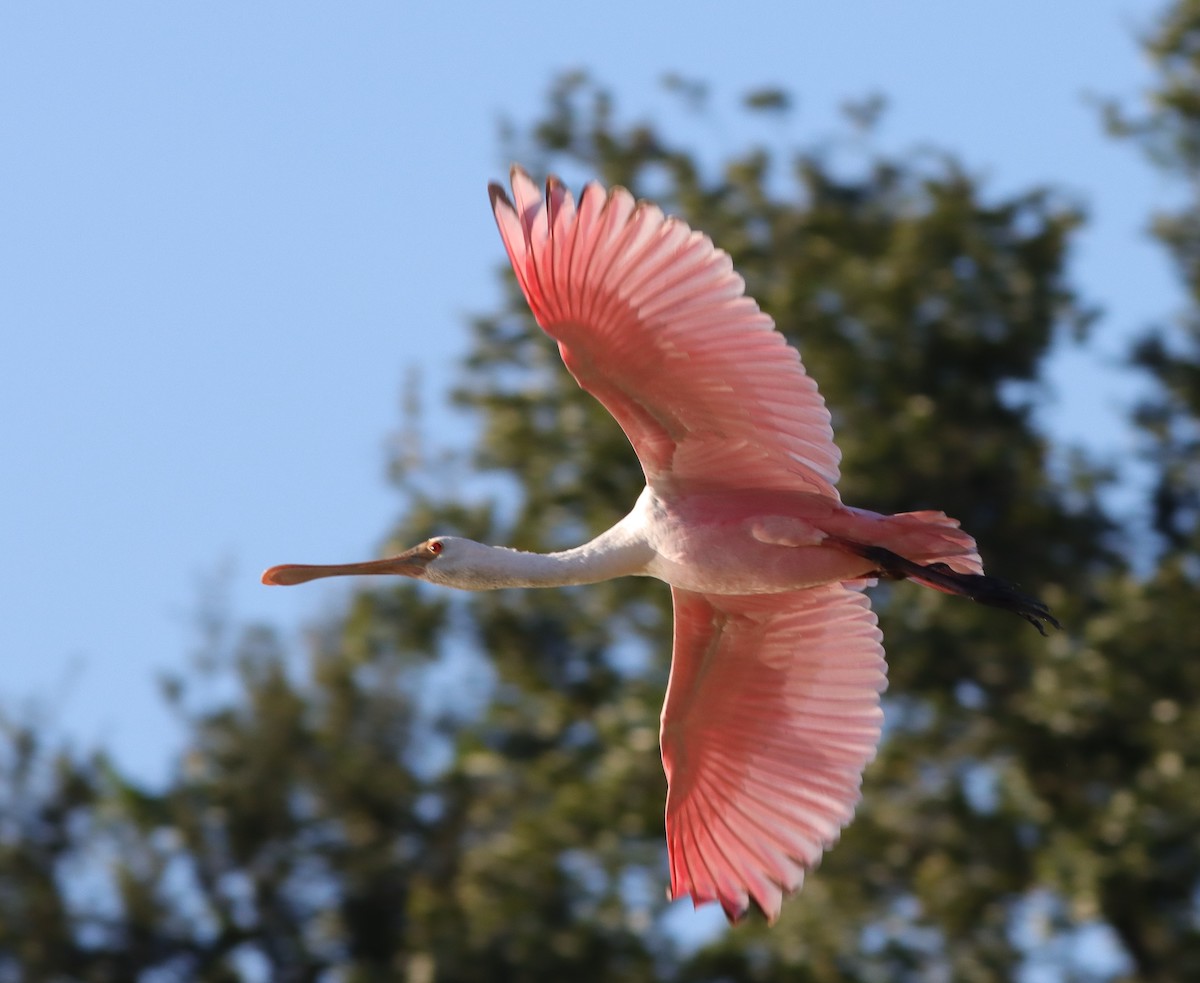 Roseate Spoonbill Behind Sugar Cane Postal Station In The Villages