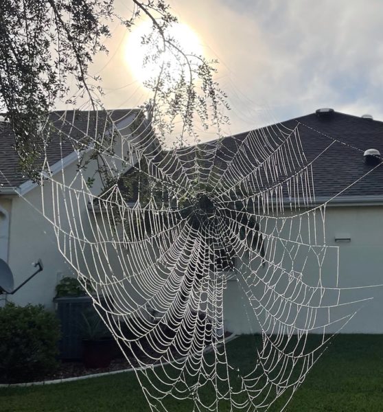 Villager Peter Horstman shared this scary spider web at his home