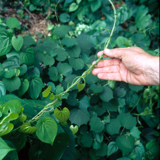 invasive species