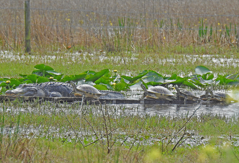 Alligator And Turtles At Retention Pond In The Villages