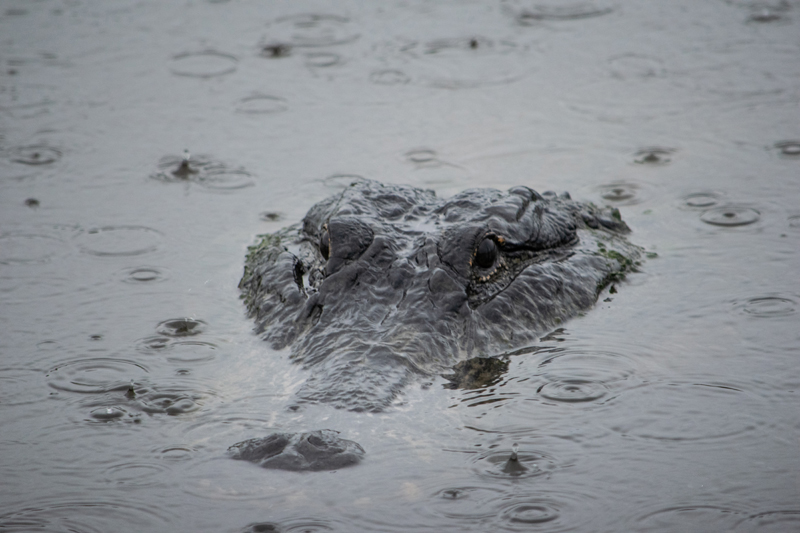 Alligator In The Rain In The Villages