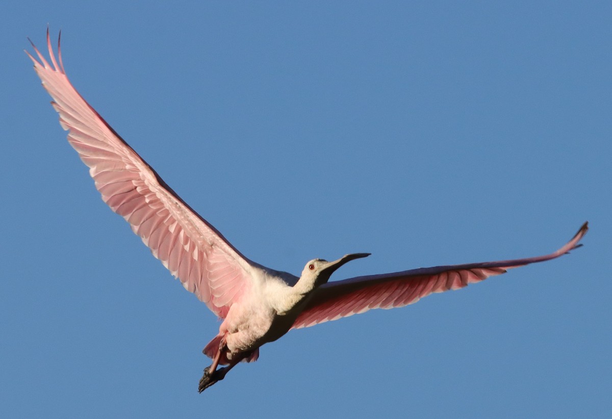 Beautiful Roseate Spoonbill Flying Over Hogeye Pathway Villages