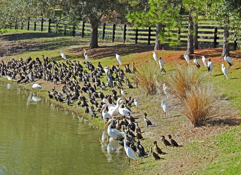 Birds Return For Winter In The Villages