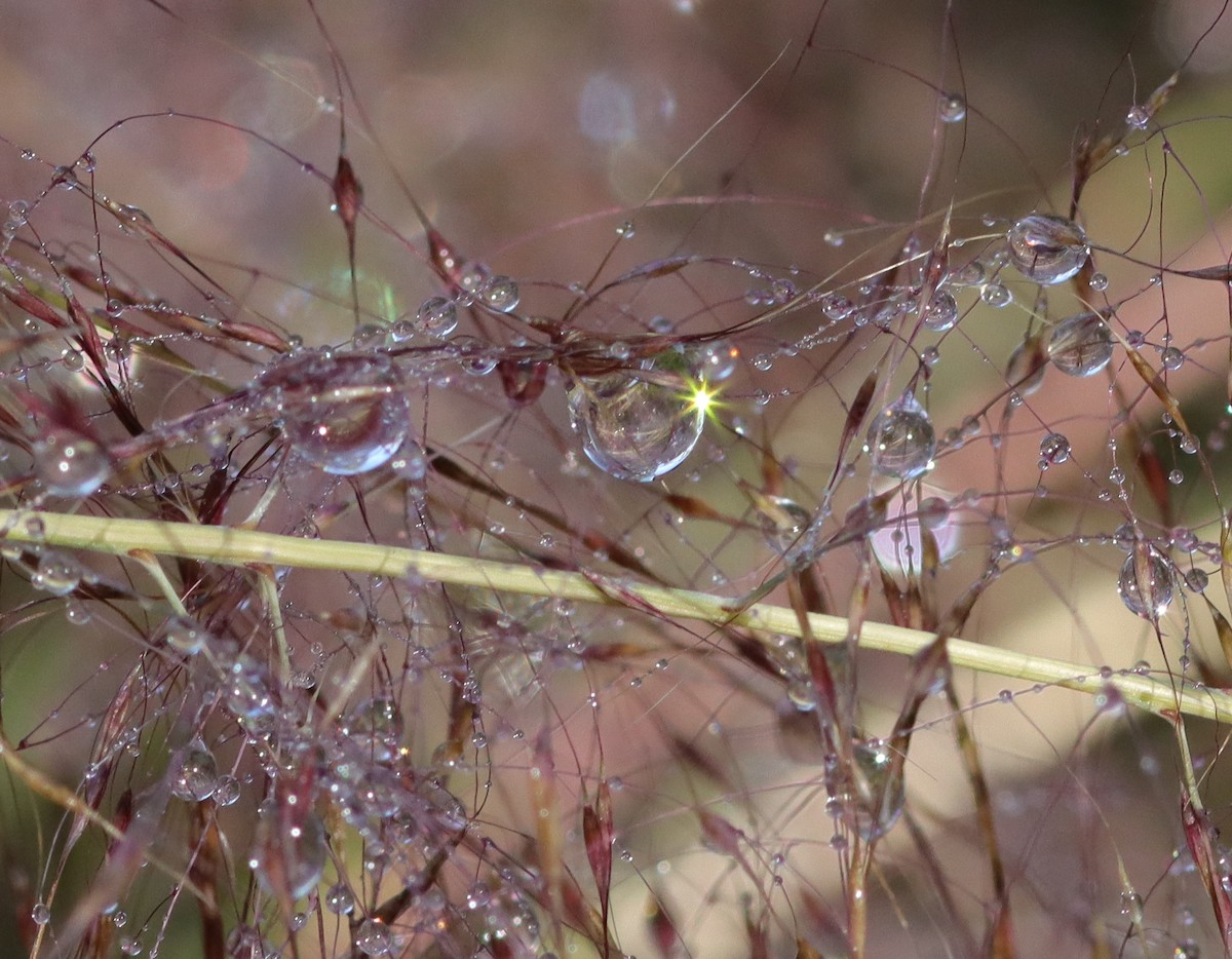 Dew On Muhly Grass At Fenney Nature Trail