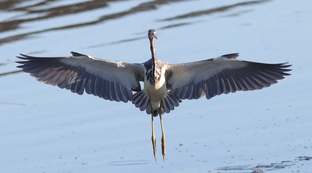 Great Blue Heron Landing At Pond On Hogeye Pathway