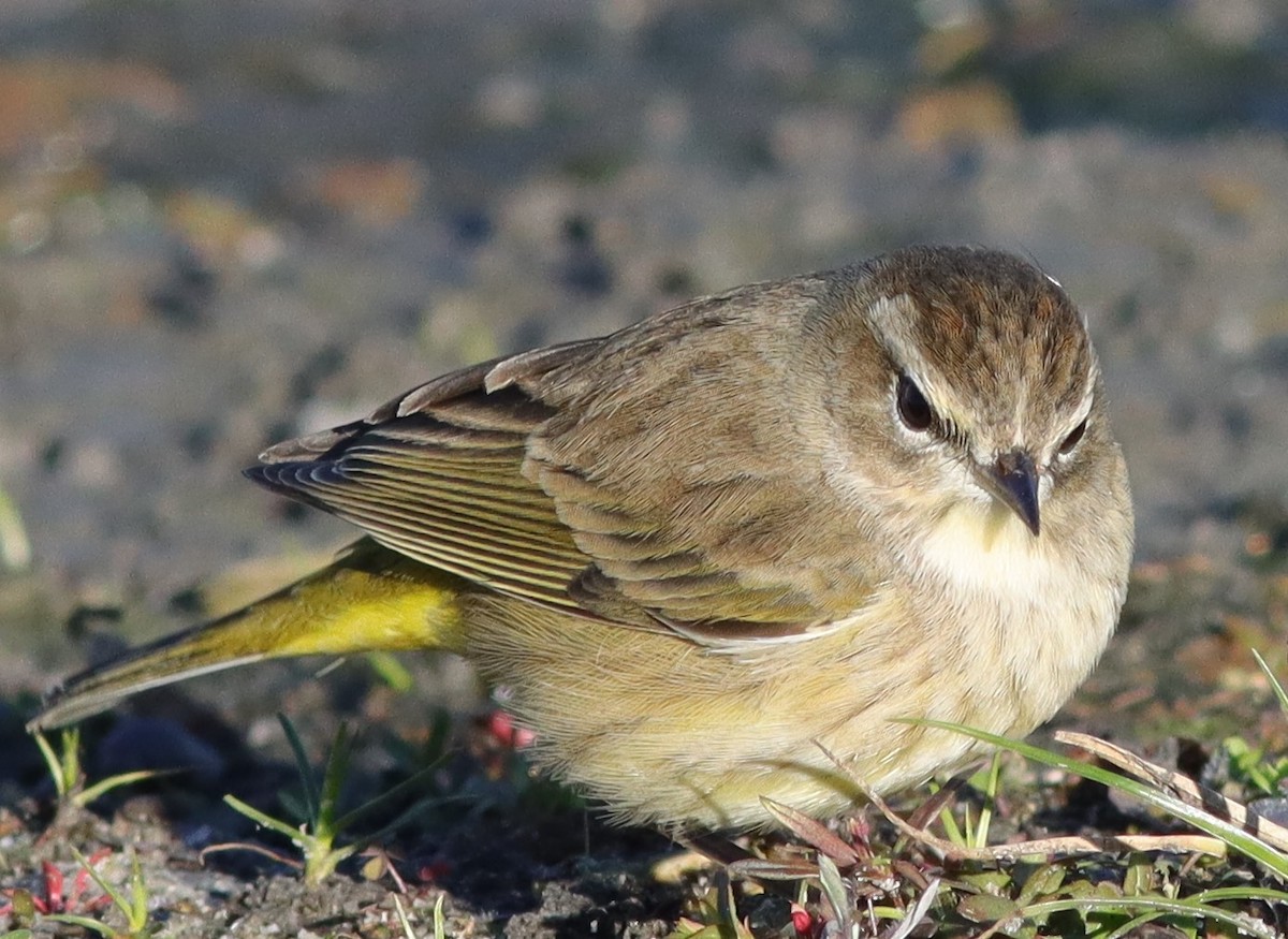 Little Palm Warbler On Hogeye Pathway In The Villages