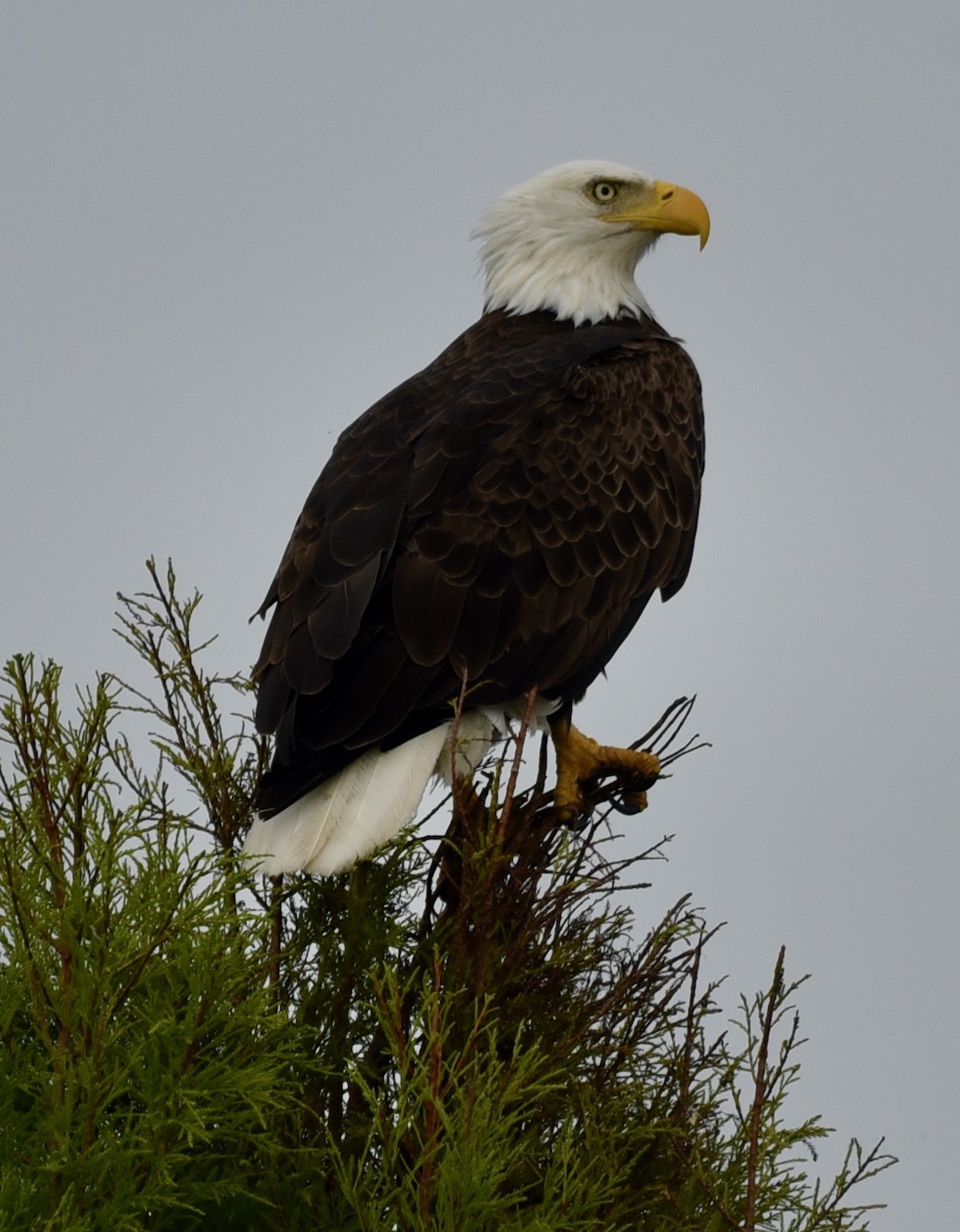 Majestic Eagle Overseeing His Domain In The Village Of Collier