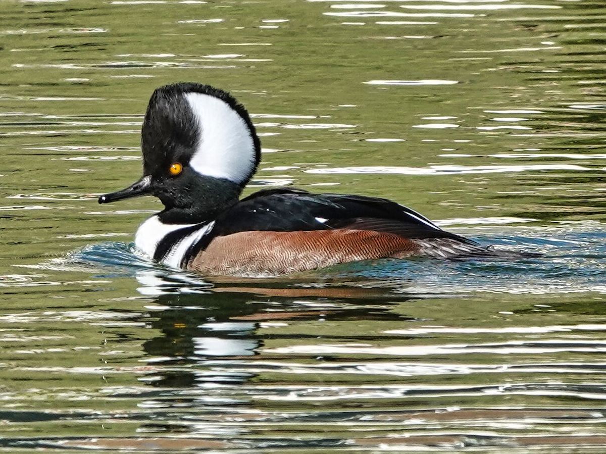 Male Hooded Merganser In The Villages