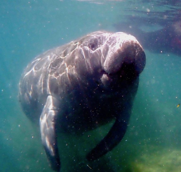 Manatee