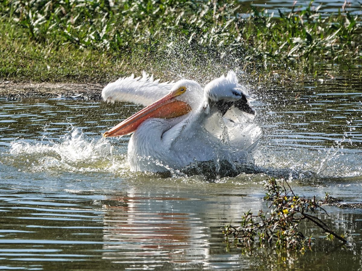 Pelican Bath Time In The Villages