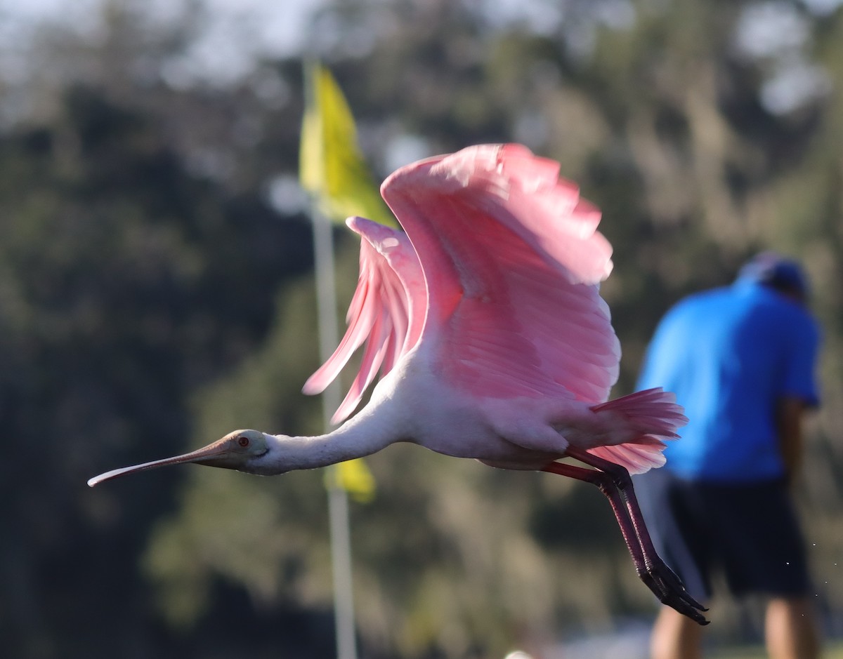Roseate Spoonbill Flying By Golfers In The Villages