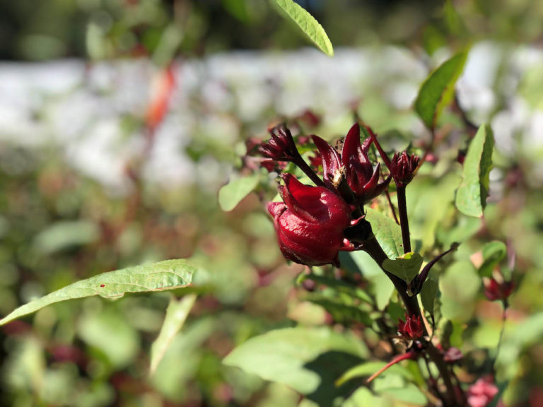 UF/IFAS investigates sorrel as a new crop for Florida