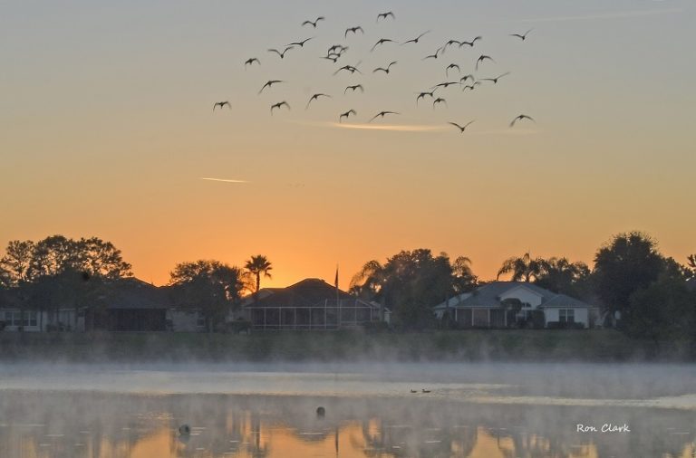 Sunrise And Birds At Ashland Pond In The Villages
