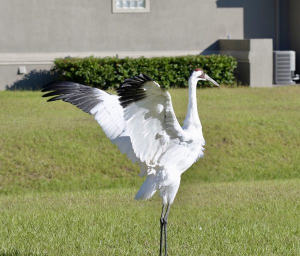 Whooping Cranes have 7 8 foot wingspans Whooping Cranes have 7 8 foot wingspans