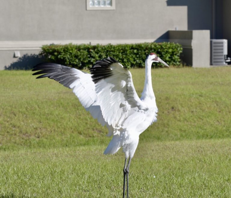 Whooping Cranes have 7 8 foot wingspans