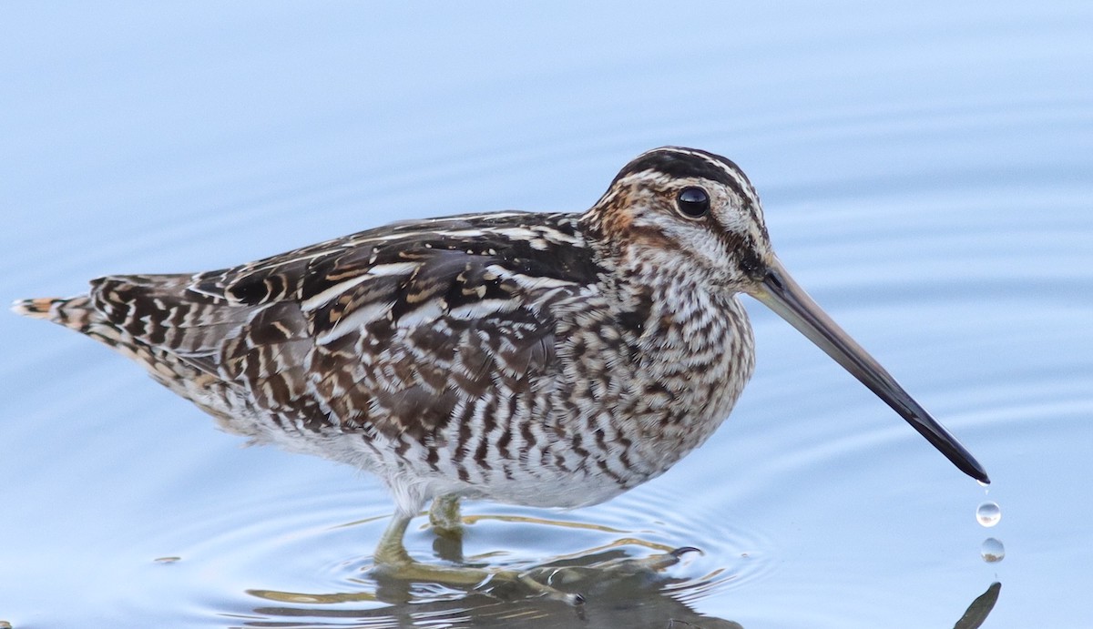 Wilson's Snipe Seen From Hogeye Pathway In The Villages