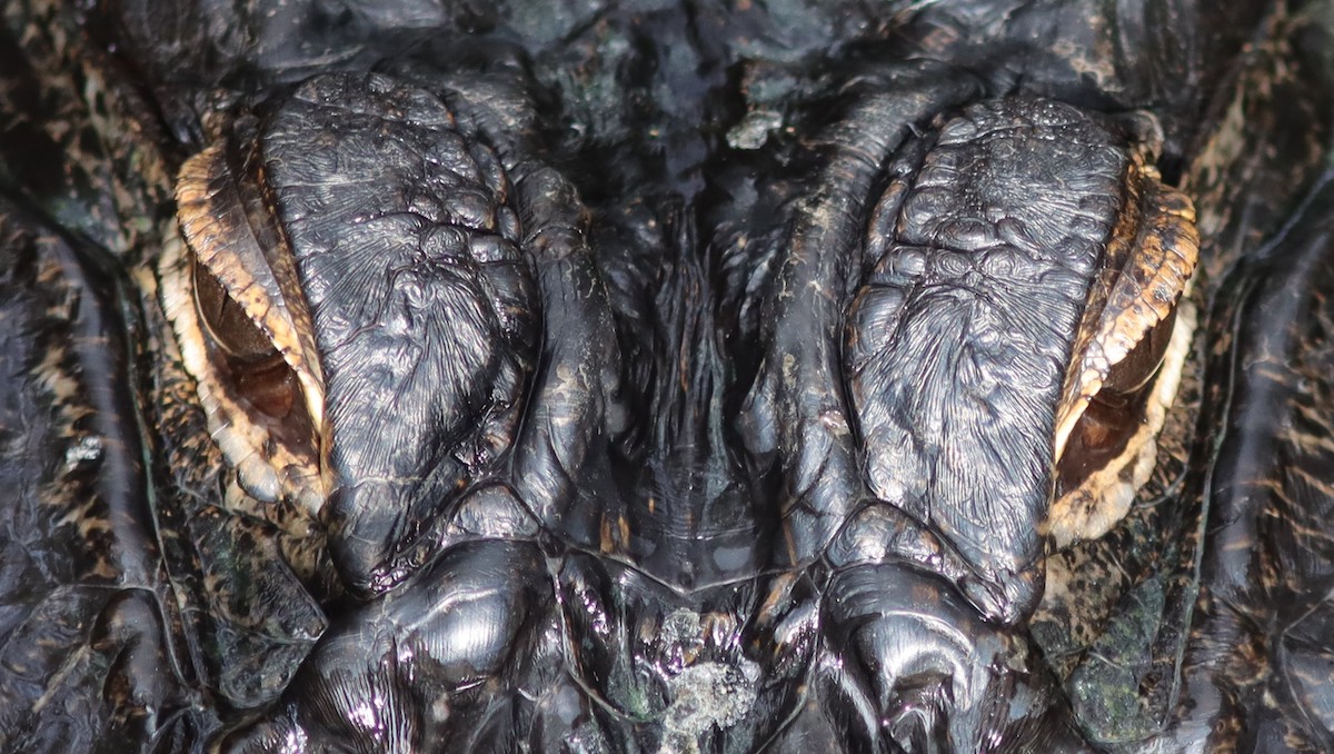 Alligator Close Up At Fenney Nature Trail