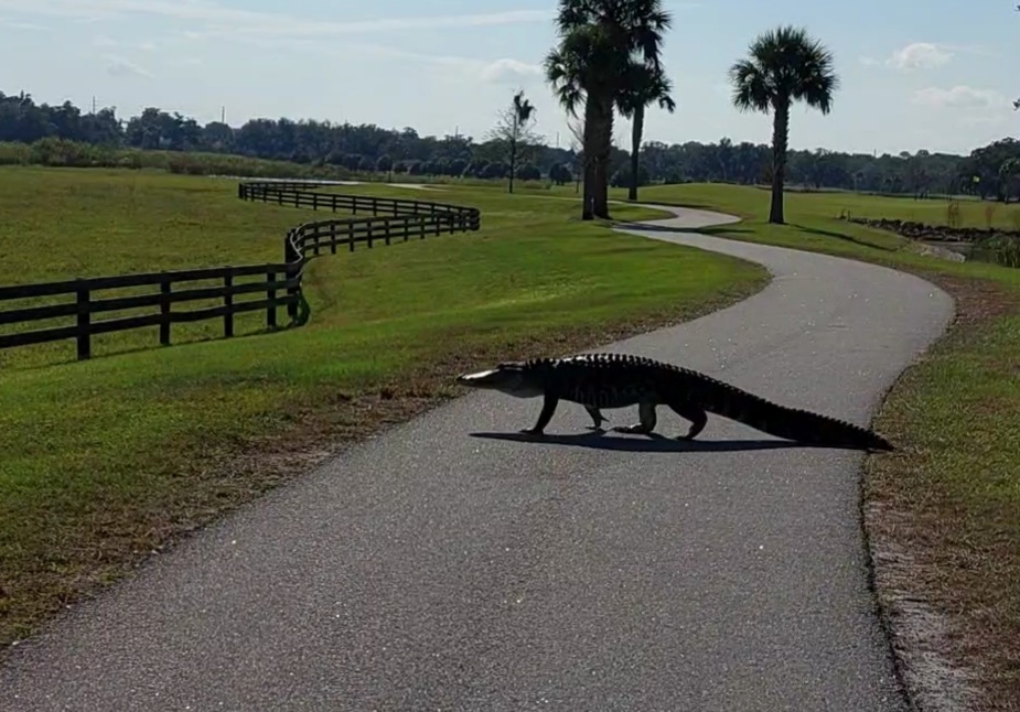 Alligator Crossing The Hogeye Pathway In The The Villages