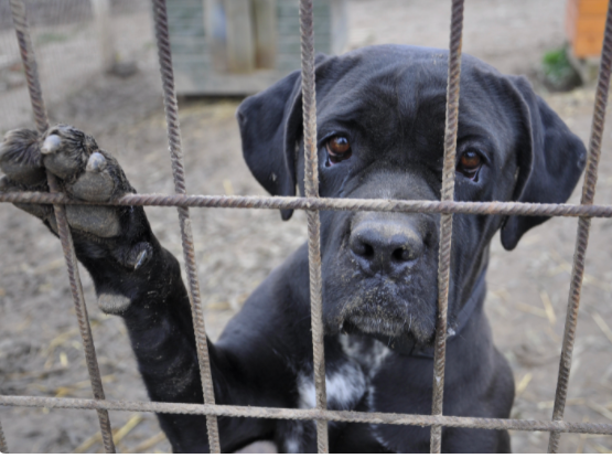 Animal shelter