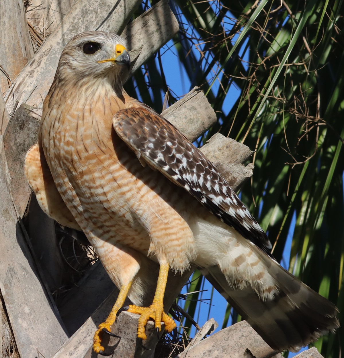 Beautiful Red-Shouldered Hawk At Hogeye Pathway In The Villages