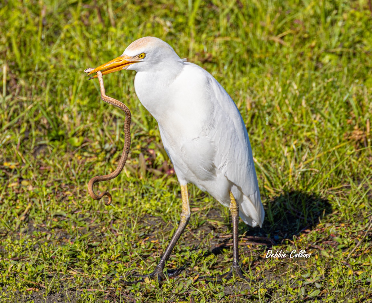 Cattle Egret With Snake On Hogeye Pathway