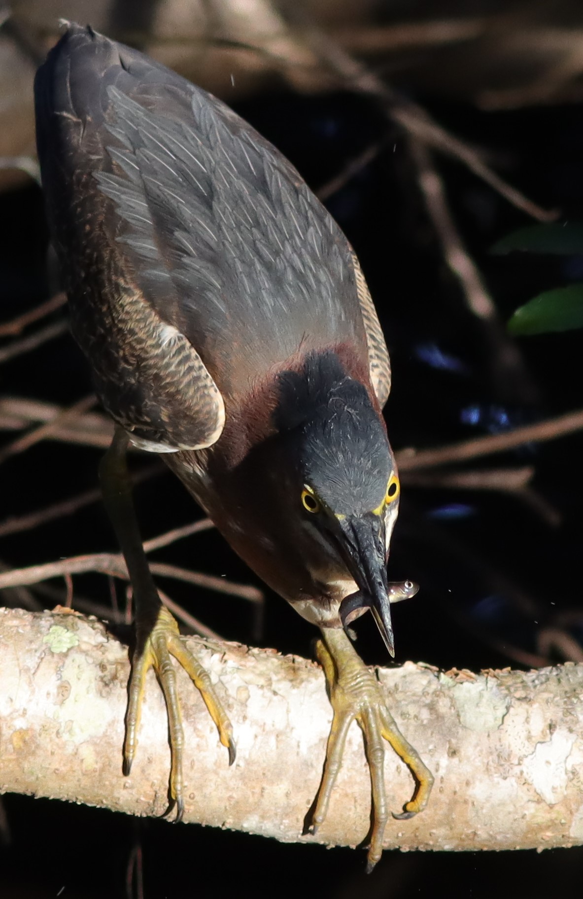 Green Heron With Breakfast At Fenney Nature Trail