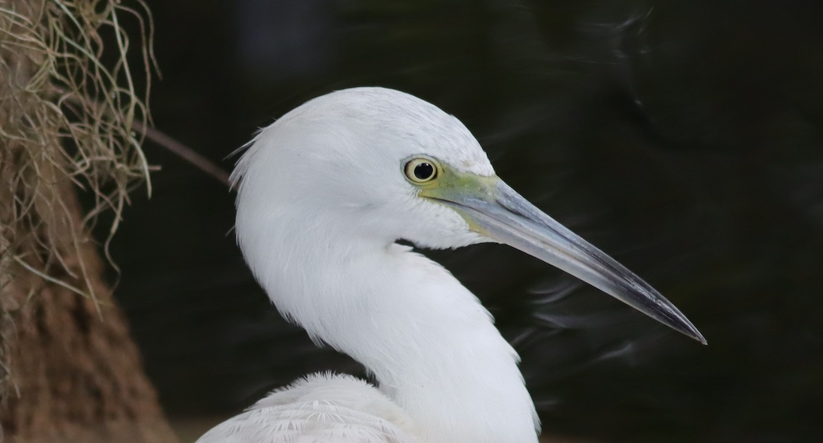 Immature Little Blue Heron At Fenney Nature Trail