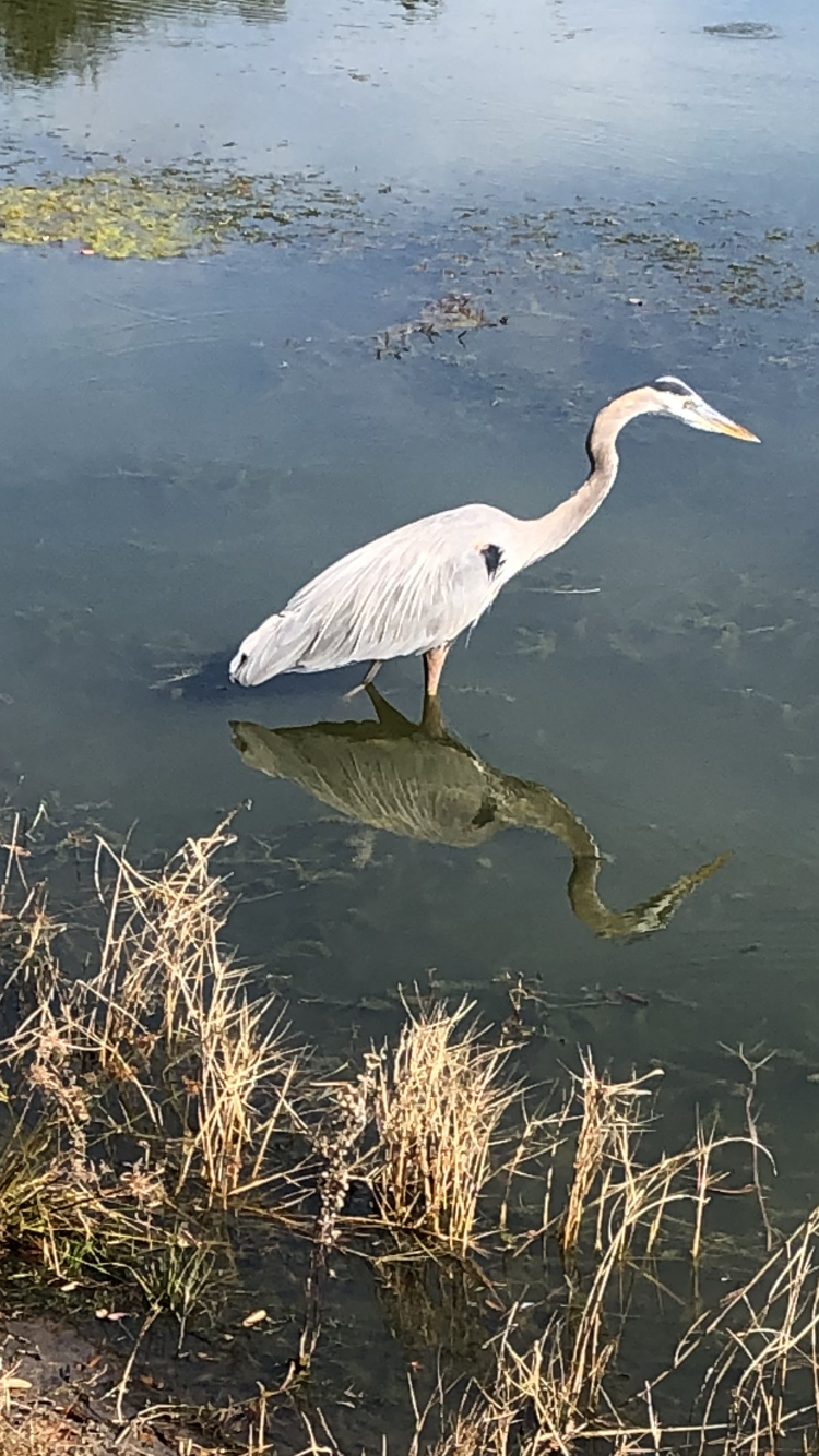 Introspective Egret On Heron Executive Golf Course
