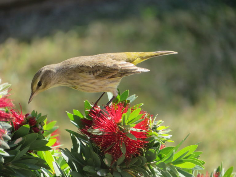 Palm Warbler Perched On Flower In The Villages