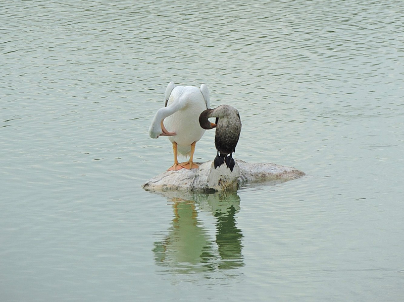 Pelican And Anhinga Playing Simon Says In The Villages