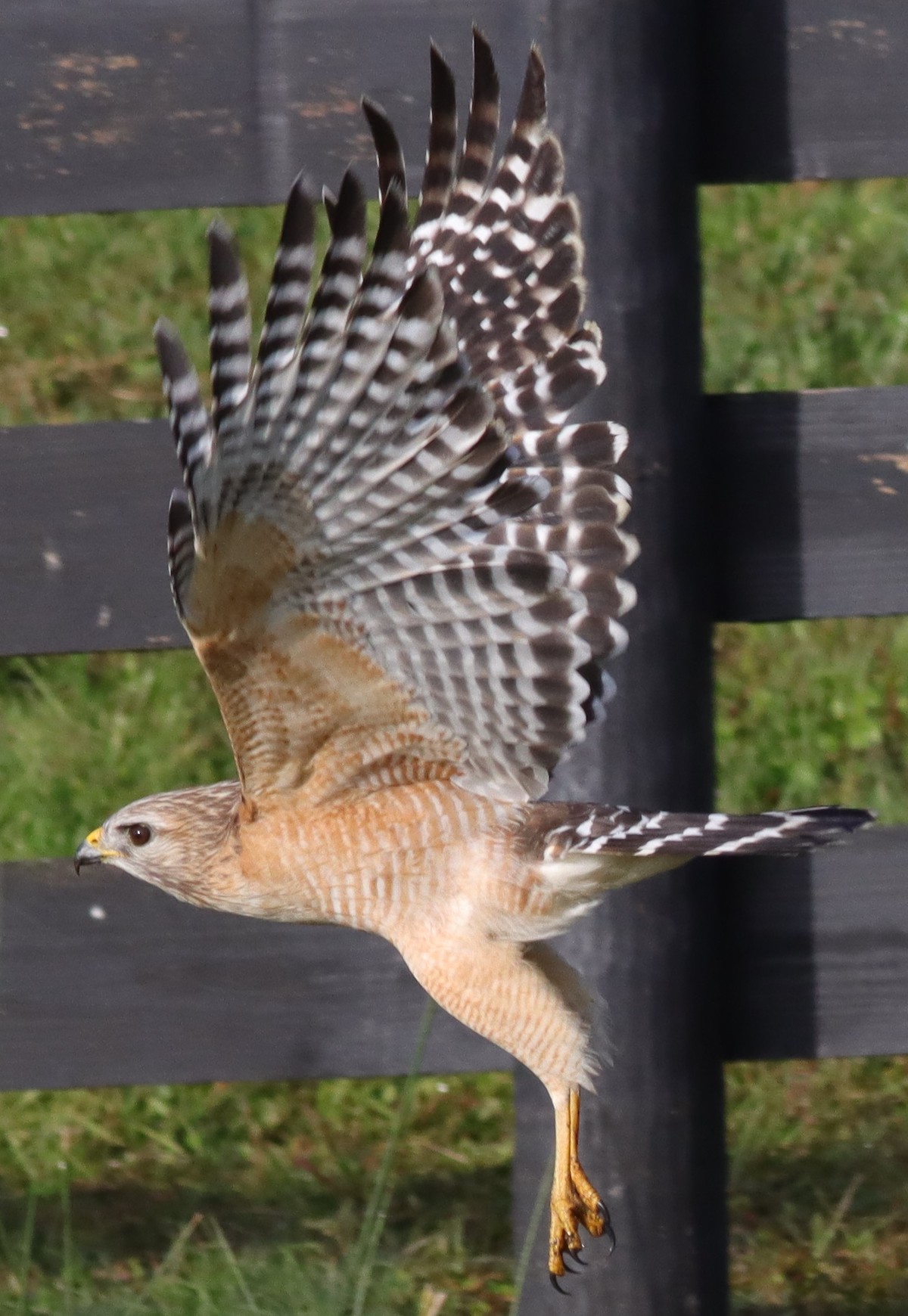 Red-Shouldered Hawk In Flight At Hogeye Pathway In The Villages