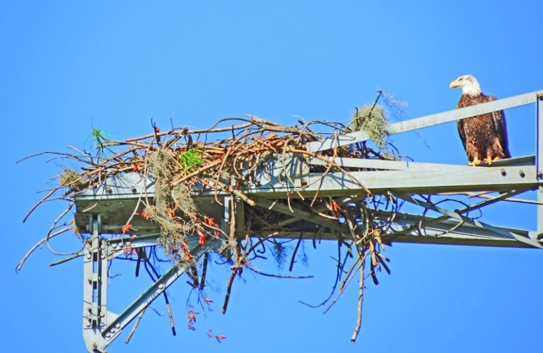 Residents are keeping an eye on this eagles nest along the Springdale Trail