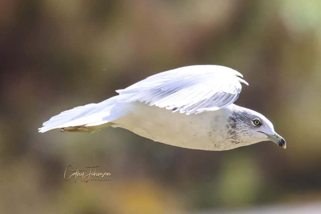 Ring-Billed Gull Flying Over Briarwood Executive Golf Course