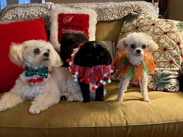 This trio in The Villages wants Santa to know theyve bee 22Doggone good.22