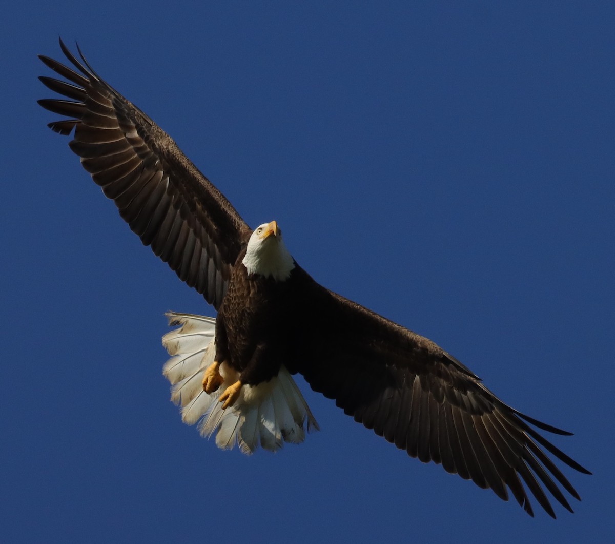 American Bald Eagle Flying Above Briarwood Executive Golf Course