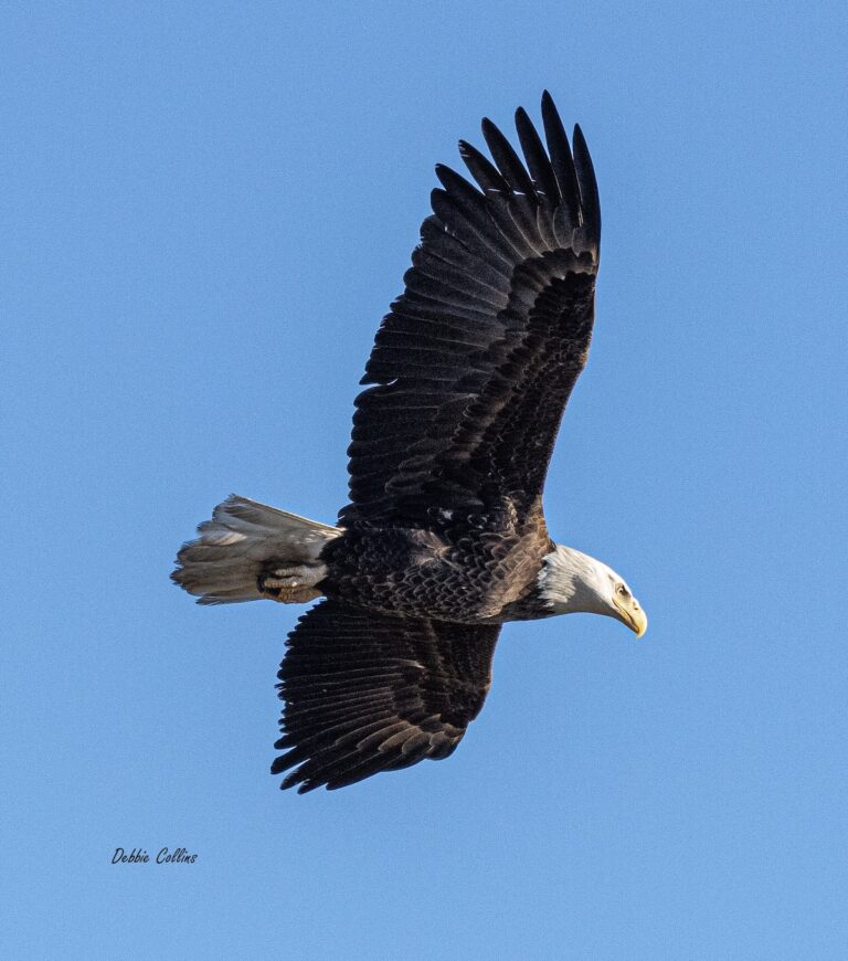 American Bald Eagle Near Sharon Rose Wiechens Preserve
