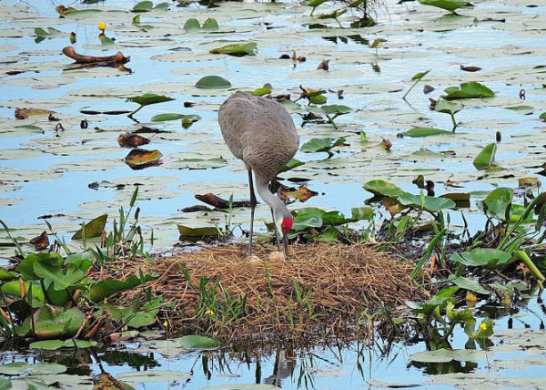 An adult checking on its eggs.