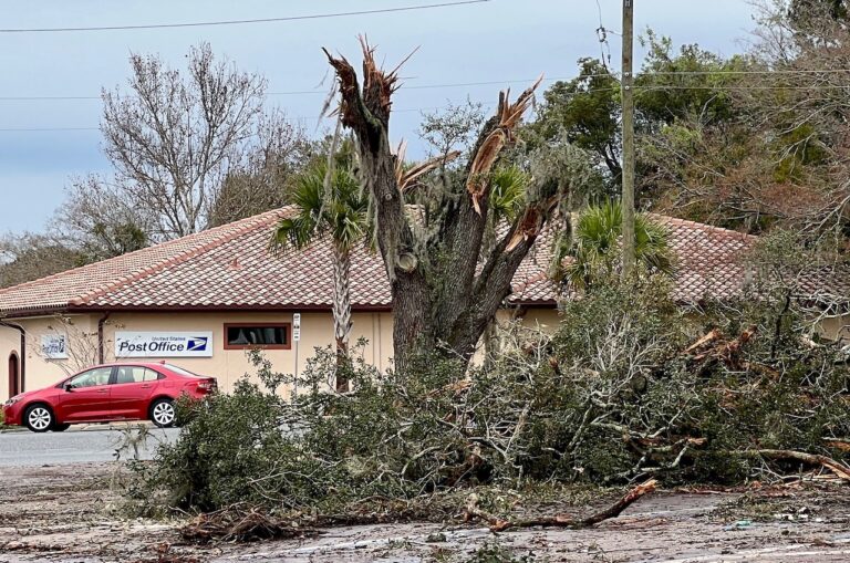 An historic tree has been severely mauled at the site of a new 7 Eleven in The Villages. The tree was spared by the Lady Lake Commission last year in a 3 2 vote.