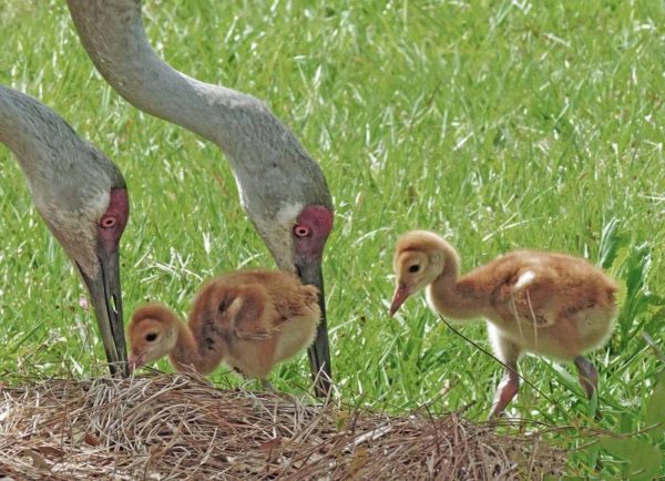 Baby Sandhill Cranes are called colts