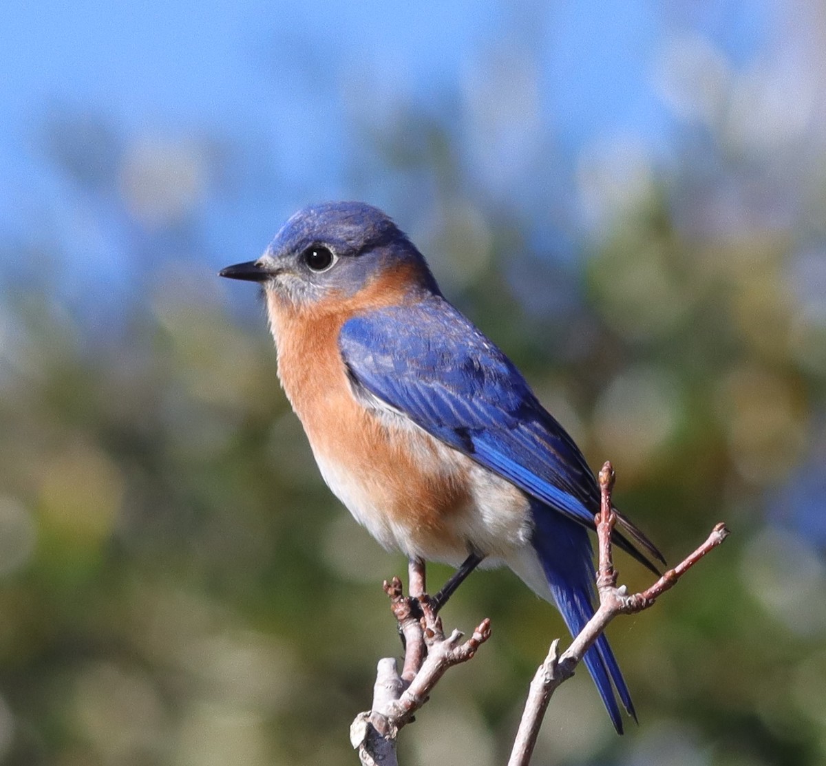 Beautiful Eastern Bluebird On Hogeye Pathway